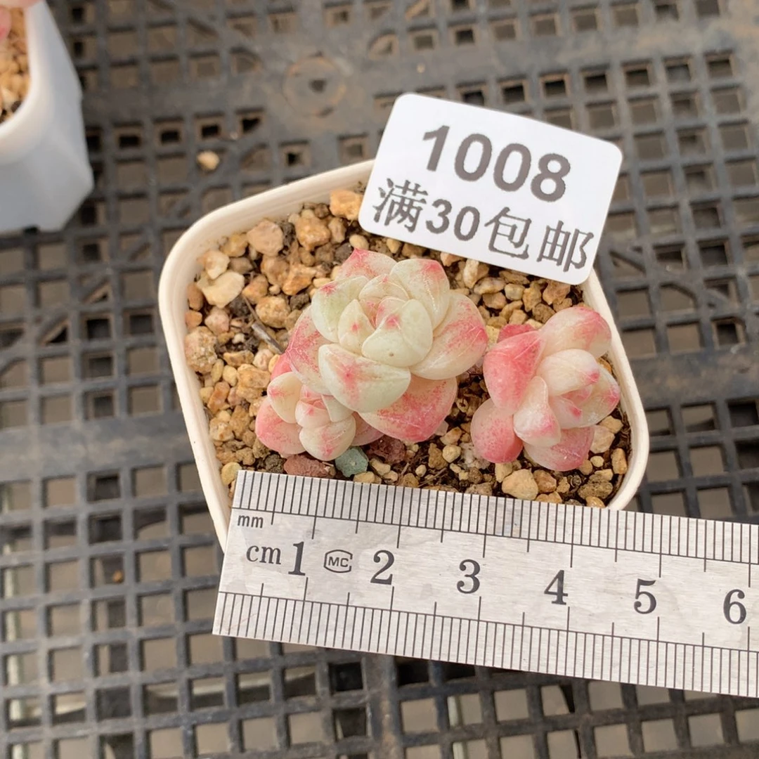 1008三头小树冰玉冠服4