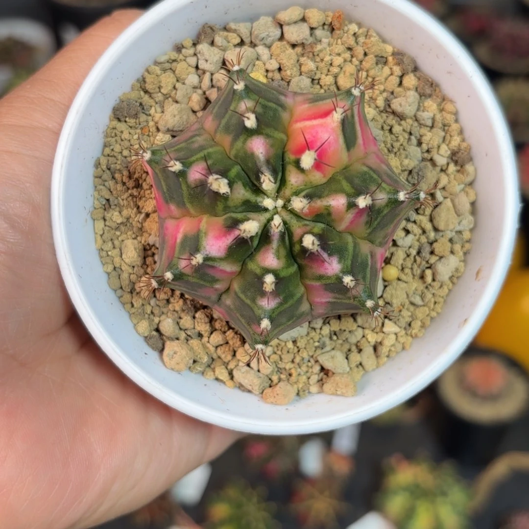 泰系米哈仙人球280