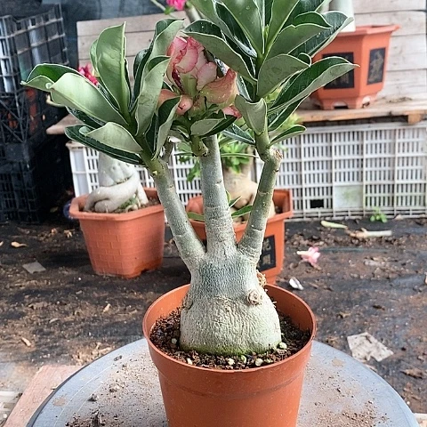 【闪购商品】淡*绿植