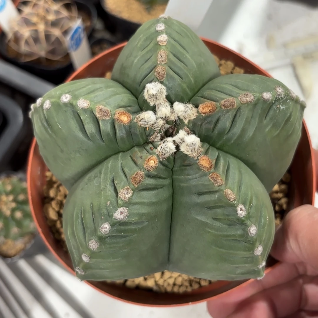 85实生龟甲鸾凤玉带盆带土发货