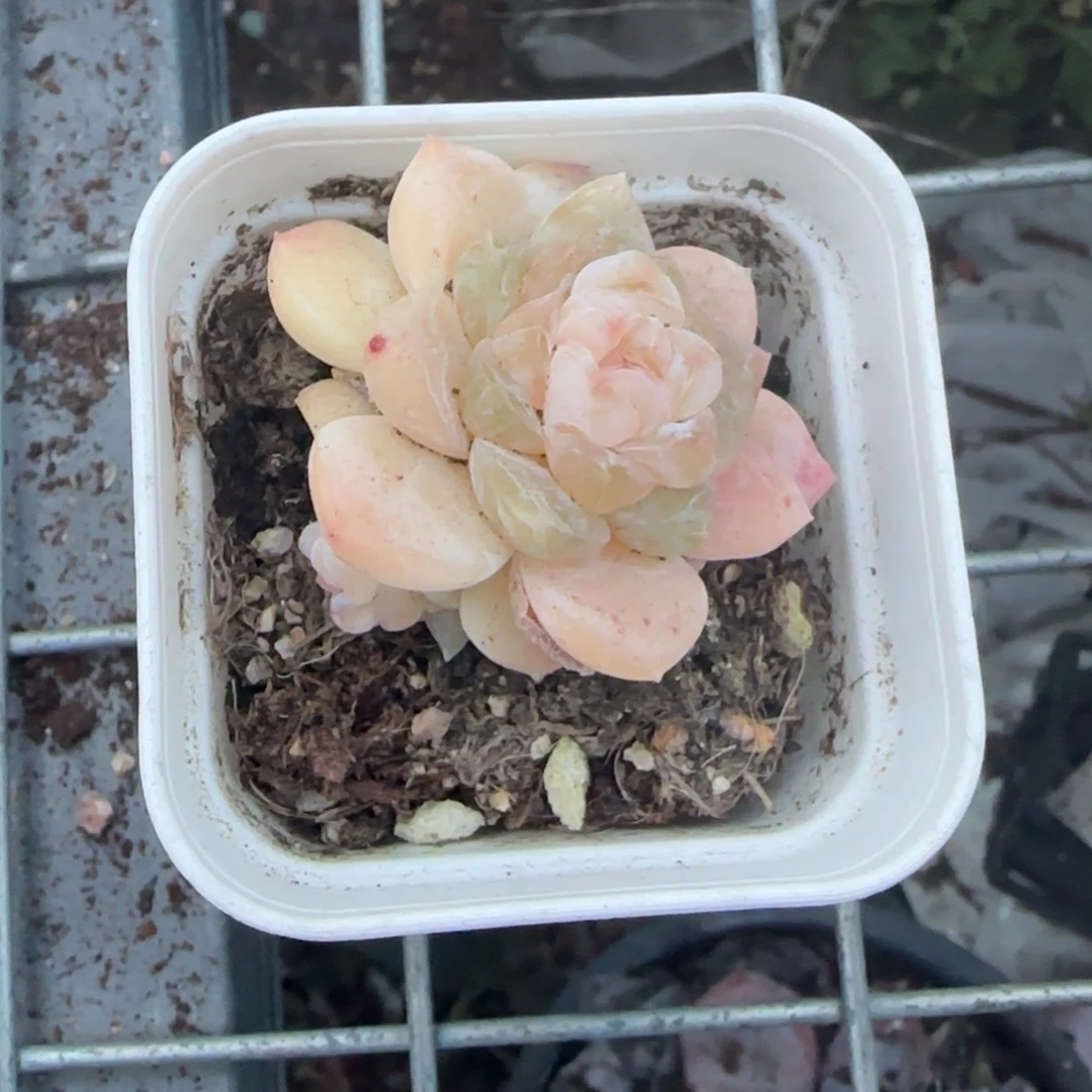 多肉小卡拉米糖心一物一拍