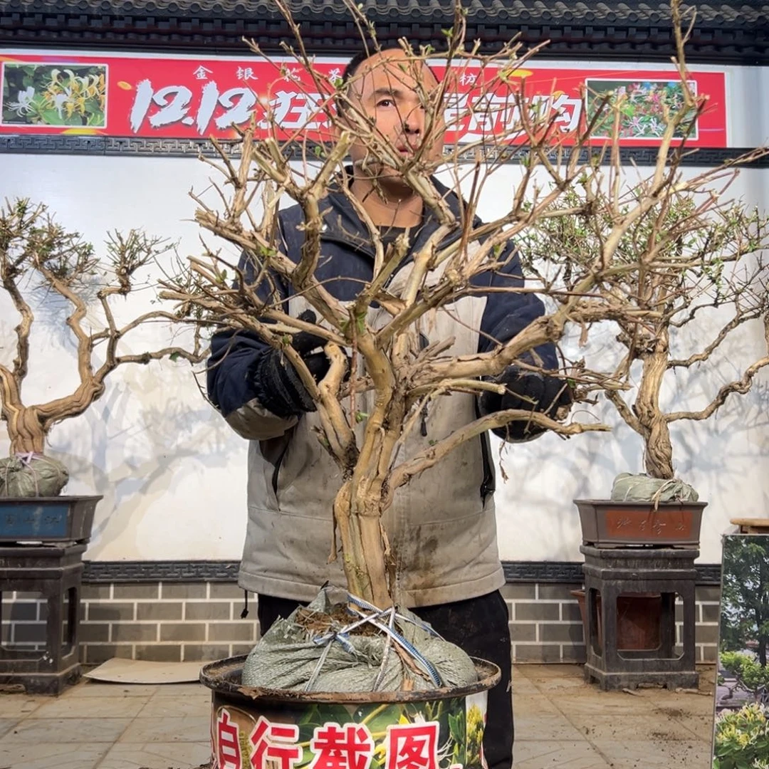 无花朵金银花8888