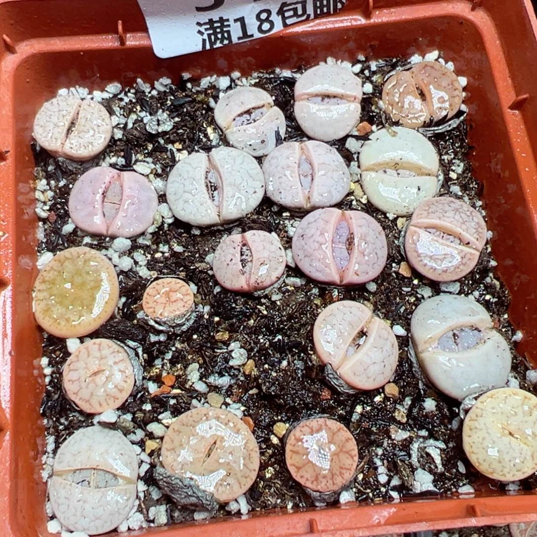 【闪购商品】 545。