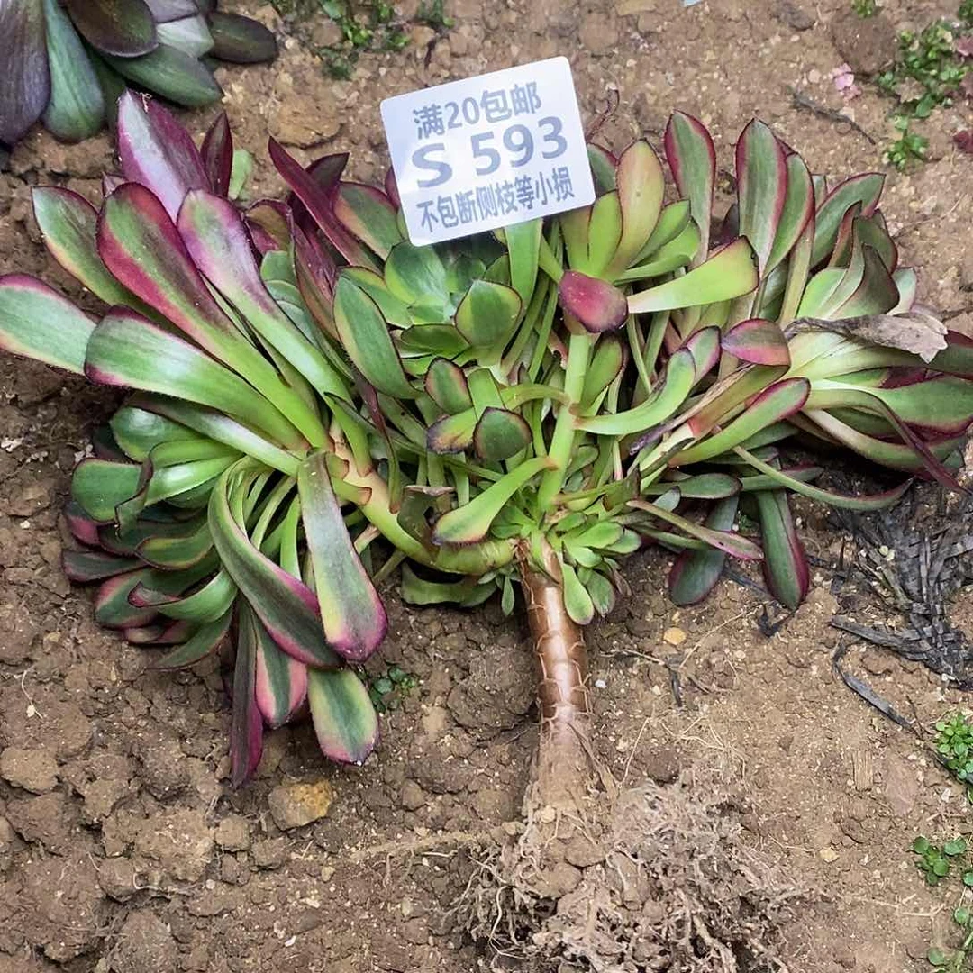 593皇妃多肉法师锦有砍