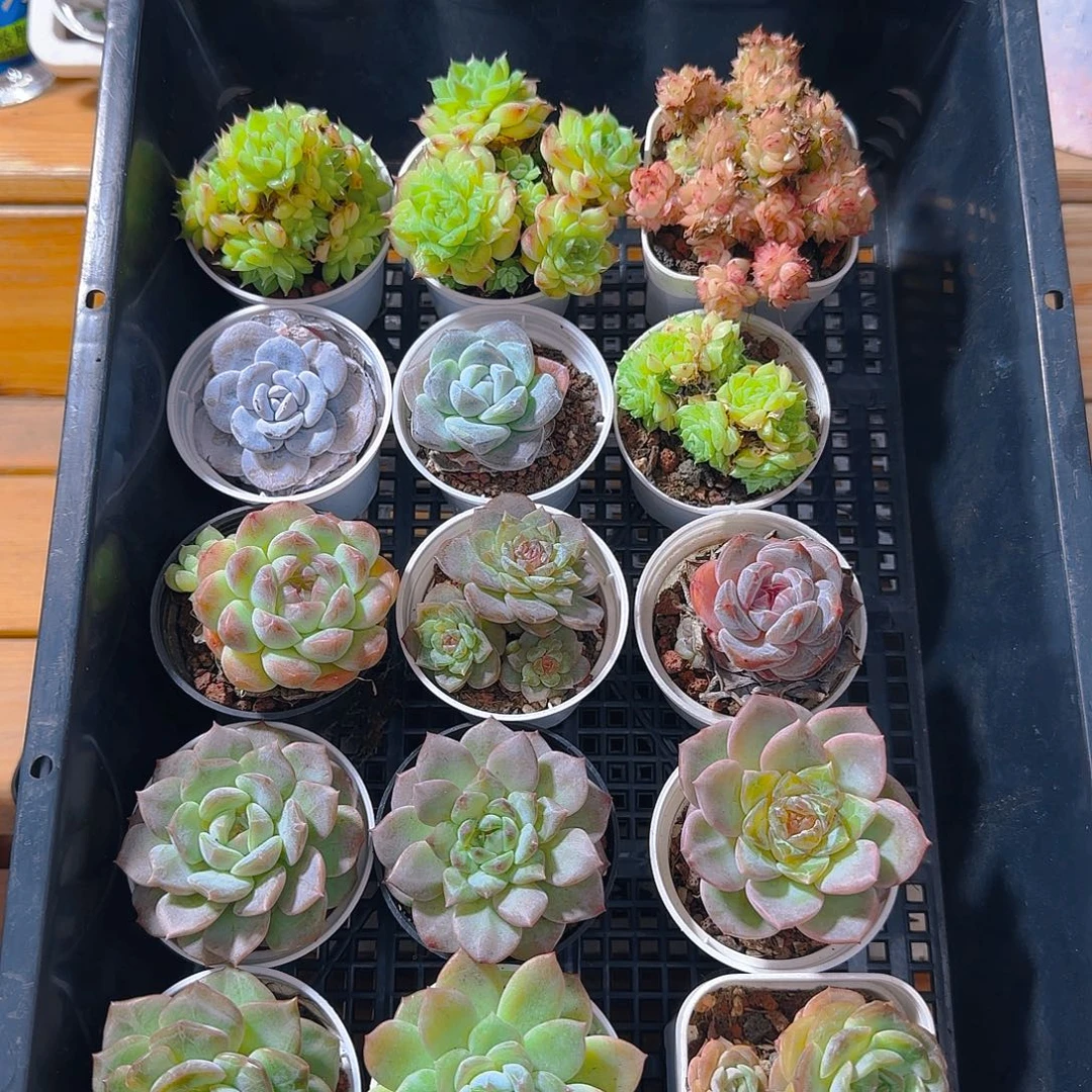 框拍多肉1021--13