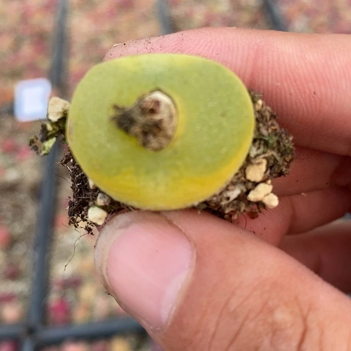 2261一颗一颗一颗