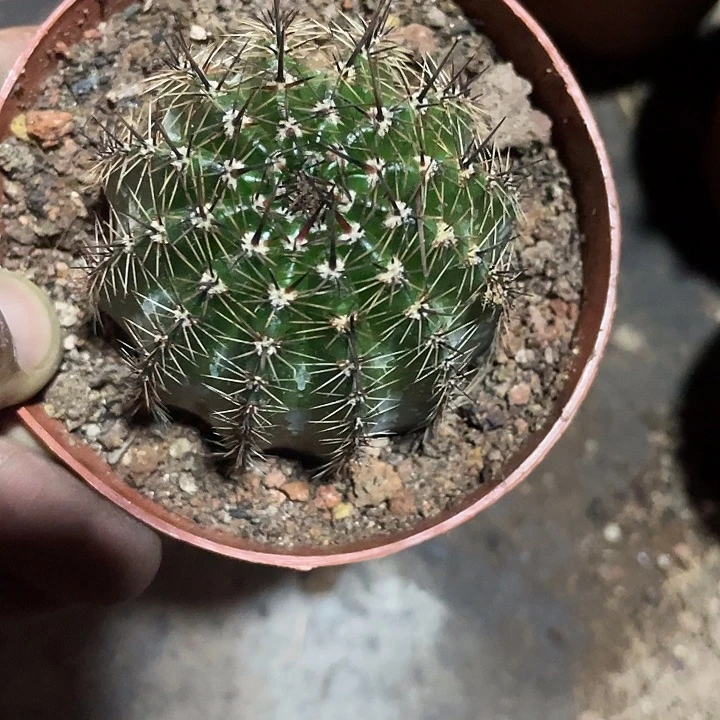 不***甜实生彩草399号黑刺