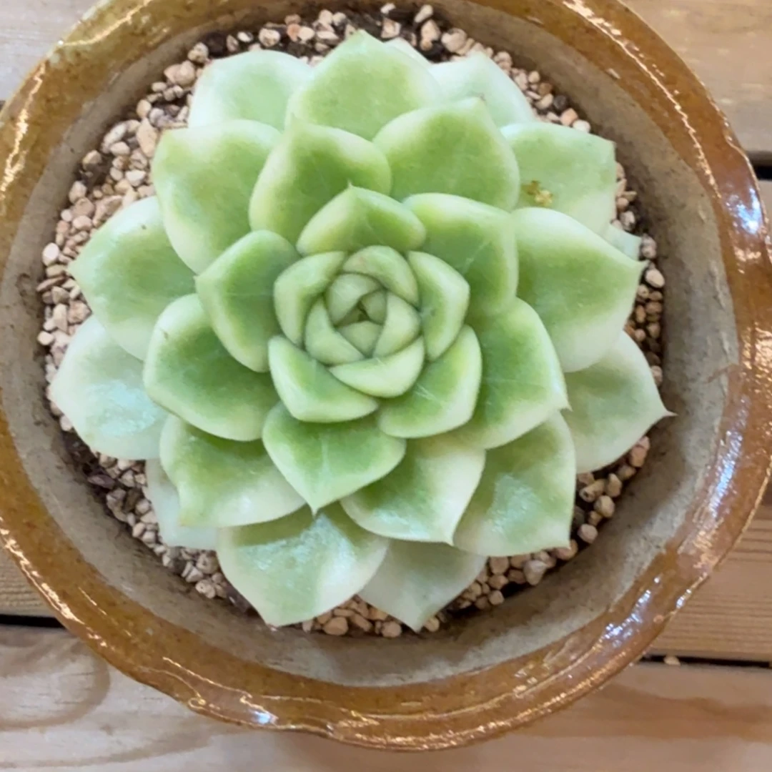 黄玫瑰锦 安吉园艺