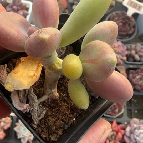 359芒果奶多肉植物多