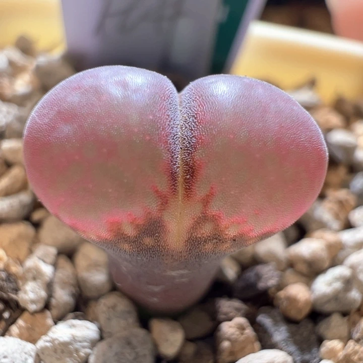 380。优选两年大红翻窗c10