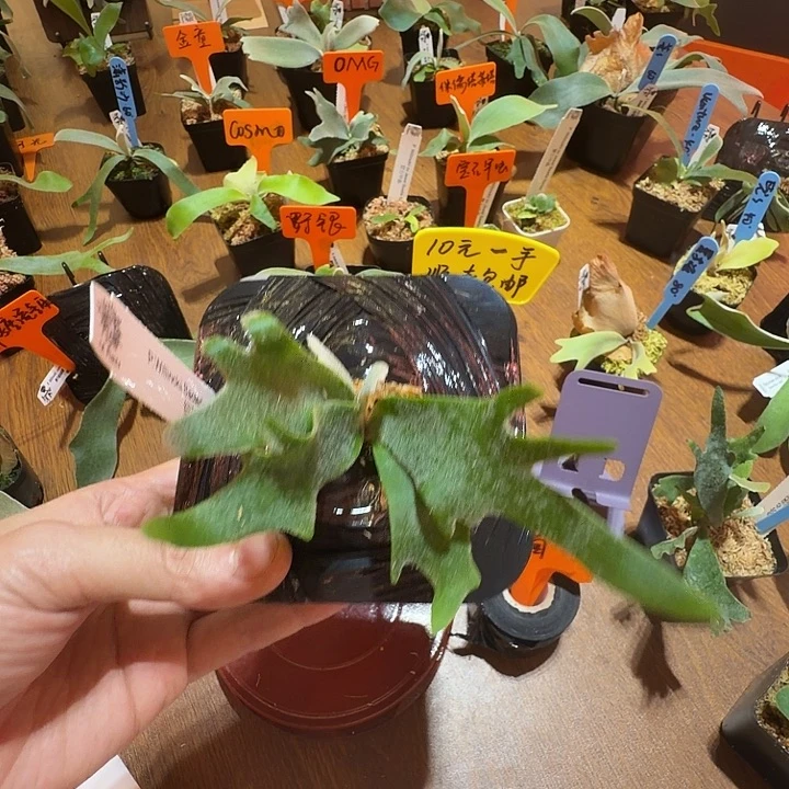无花朵鹿野直播间竞拍细菌