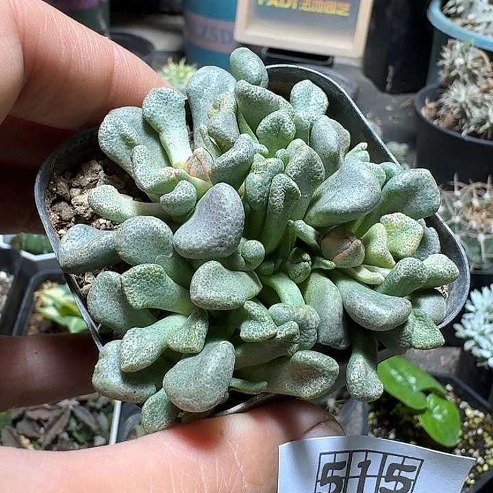 515唐扇锦脱土发货