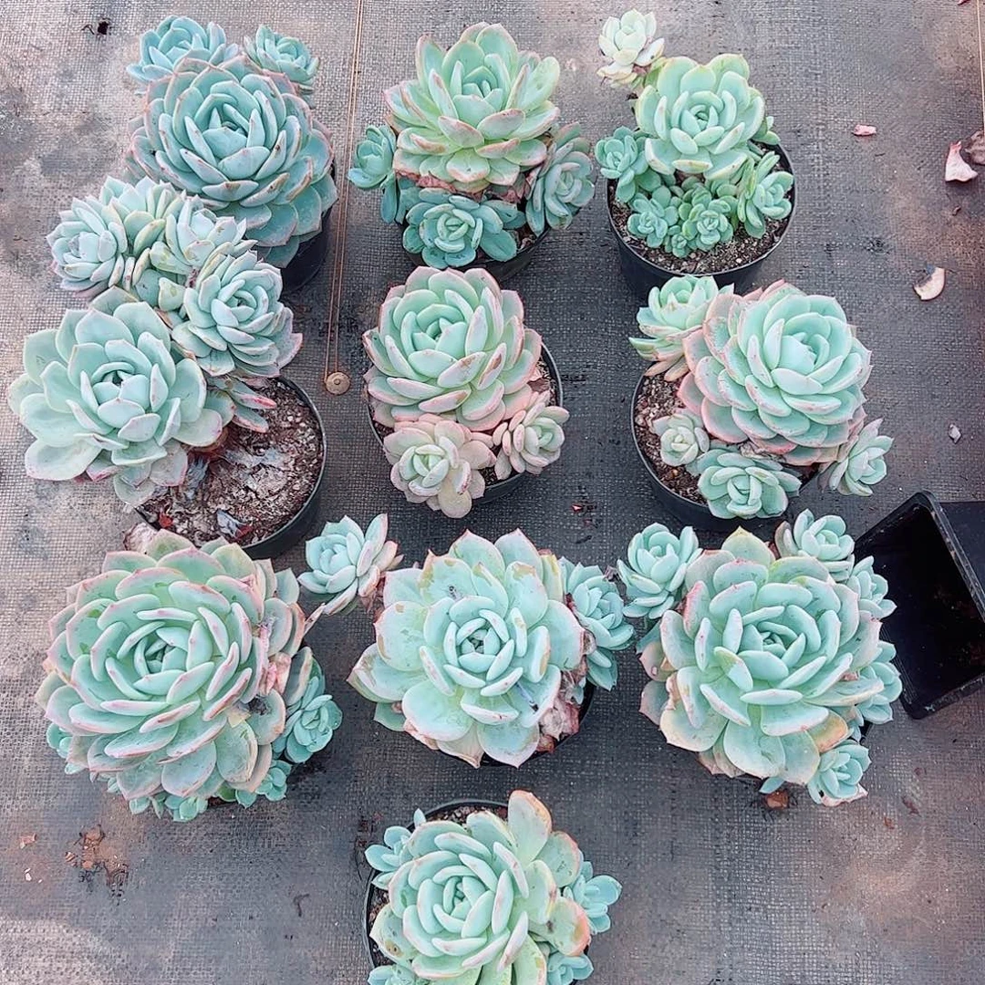 10颗一起，凤橙一物一拍