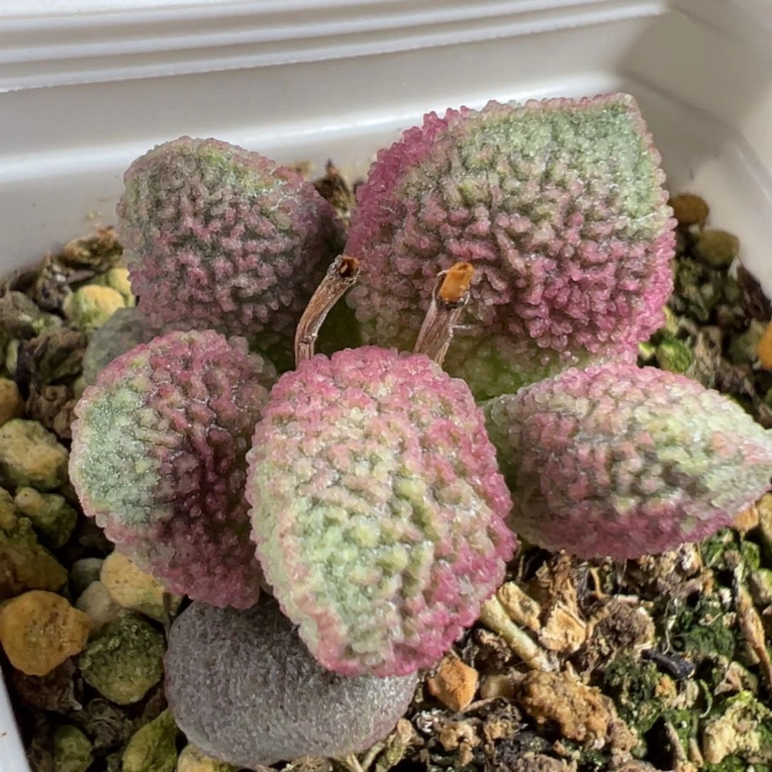 w渐变色实生新品多肉植物