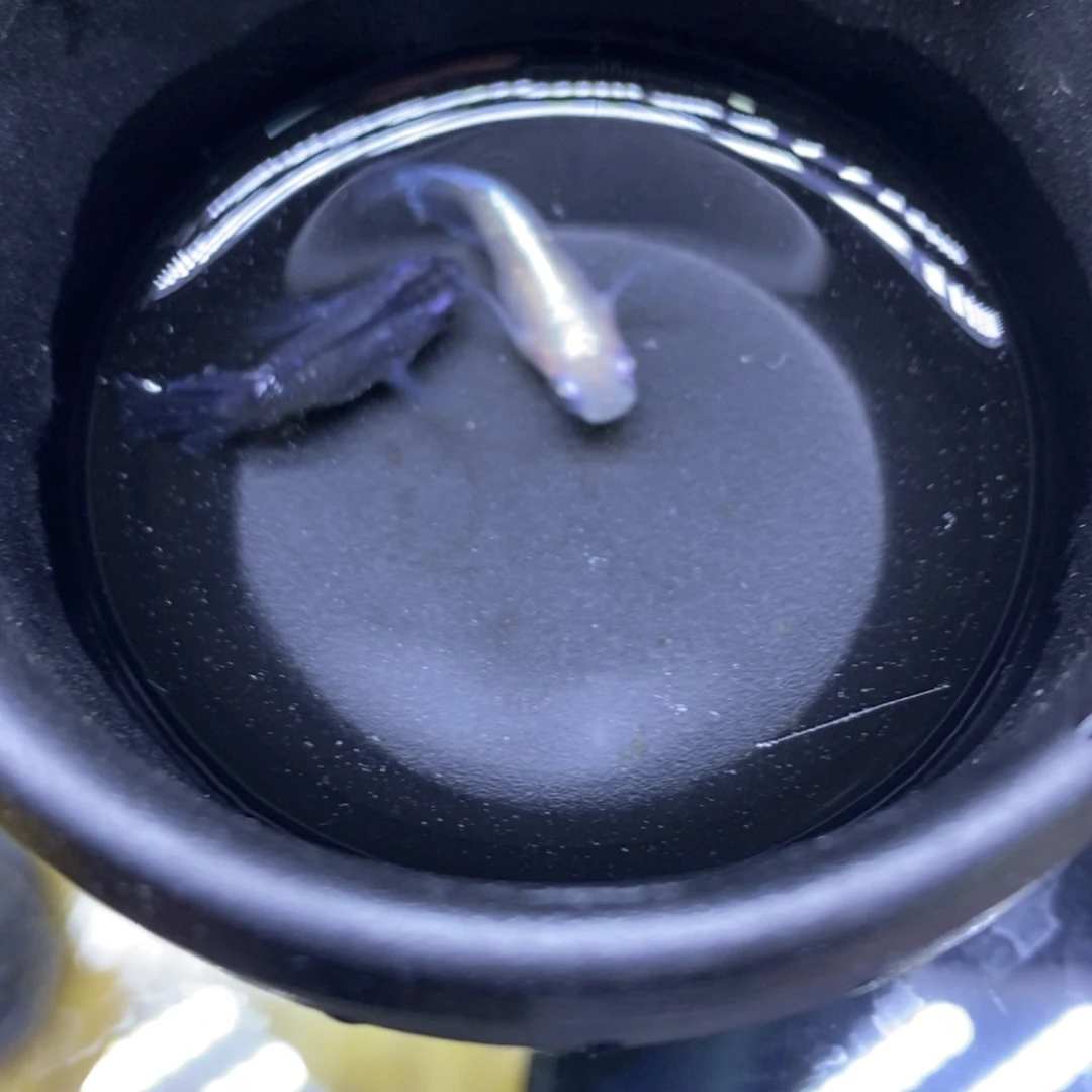 青鳉鱼球体球体2号