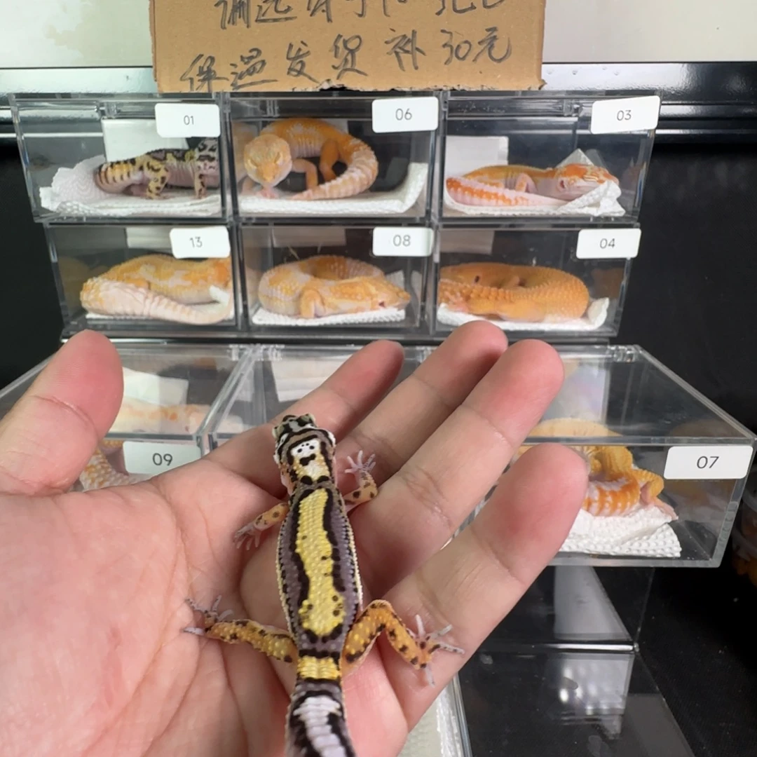 豹纹守宫土匪妹妹
