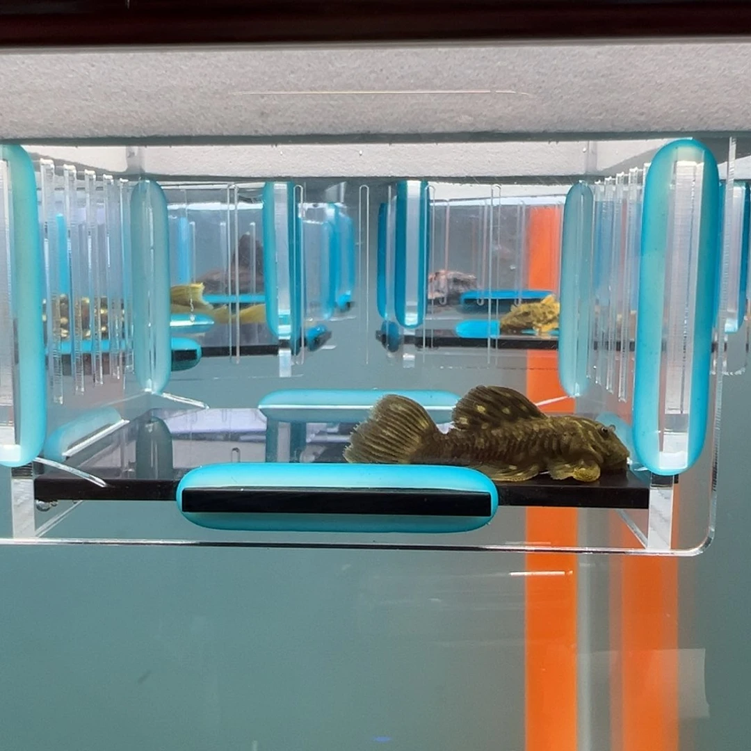 清道夫录完整开箱视频入缸不包损4