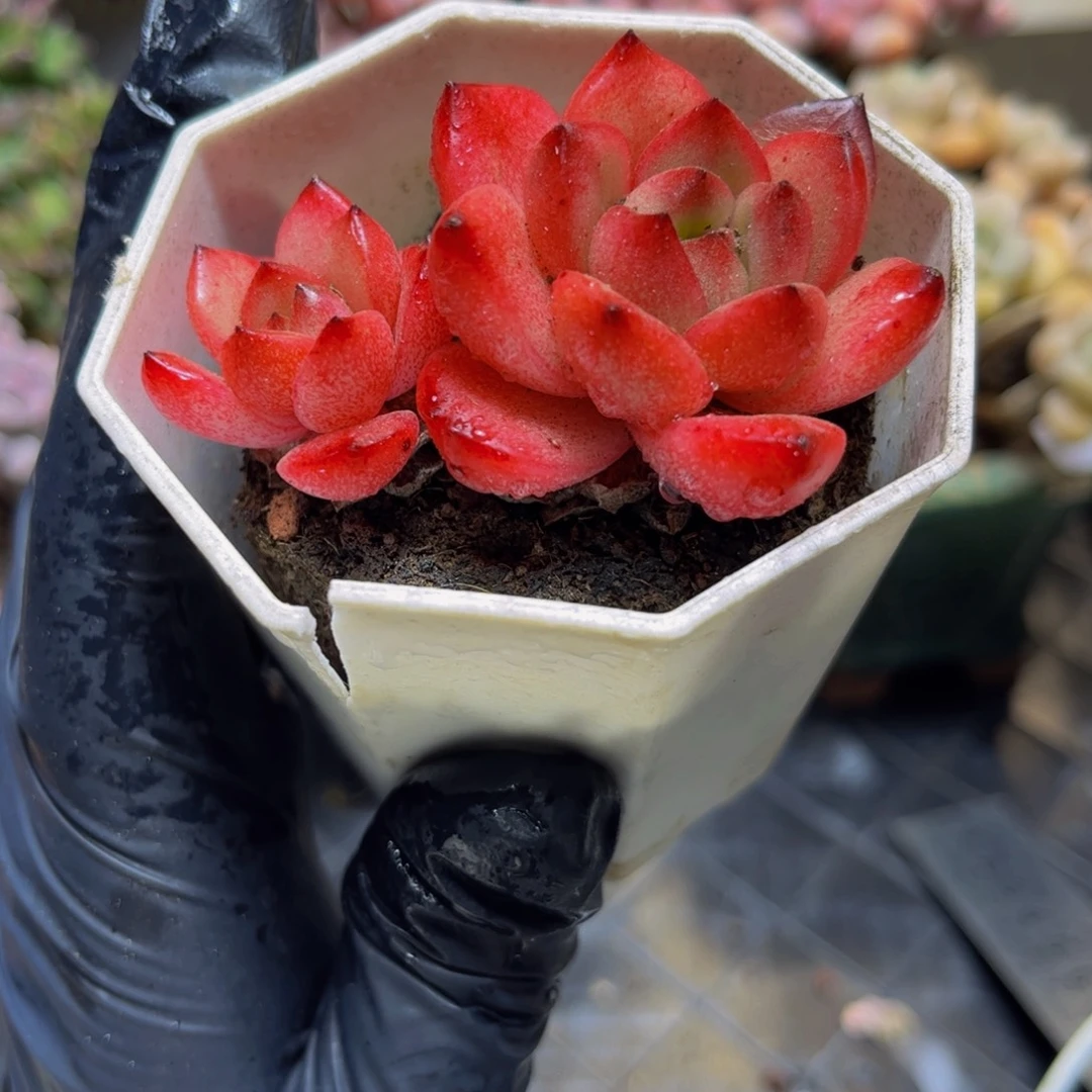 1350-6厘米多肉（孤品捡漏）