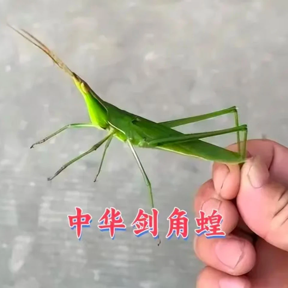 （剑角蝗卵）原产地中华剑角蝗，俗称扁担沟老少
