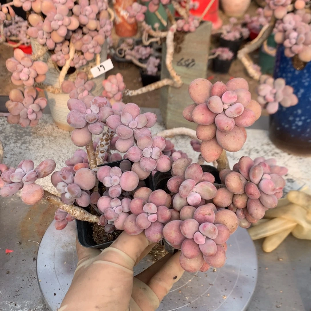 桃蛋老桩不带盆22号