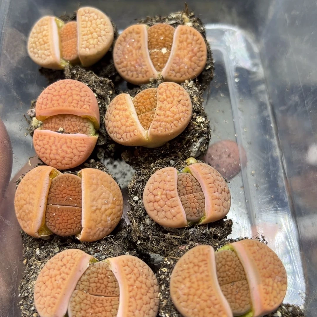 【闪购商品】葡*?322……