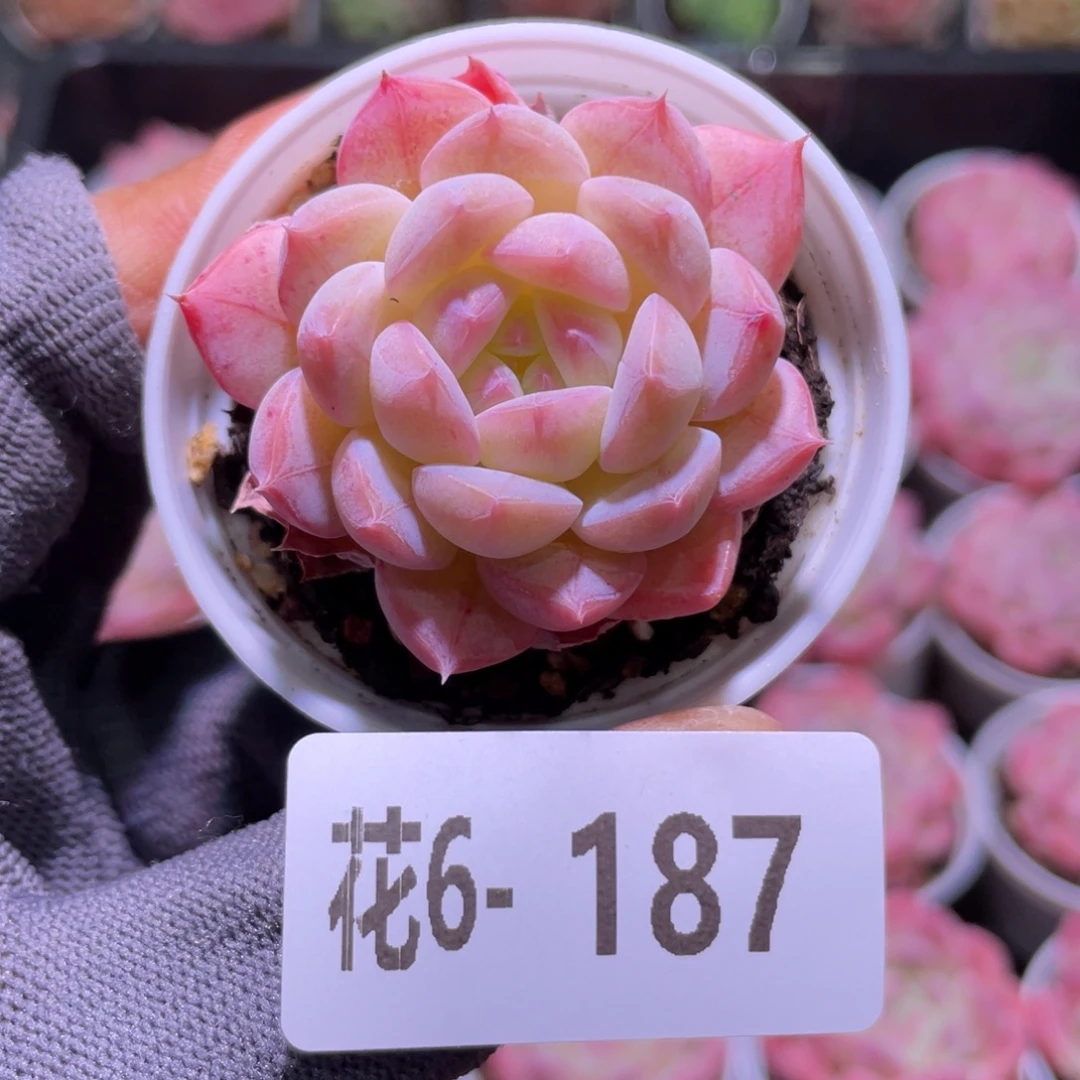 花利美6-187白桃汽水