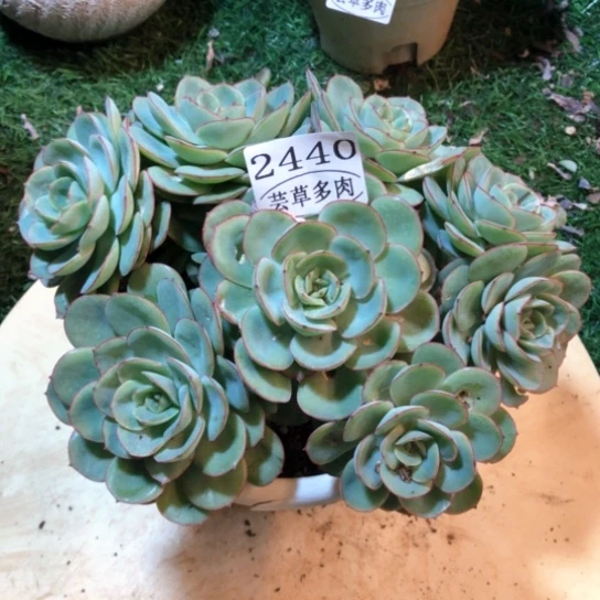 牡丹亭，2440，一物一拍