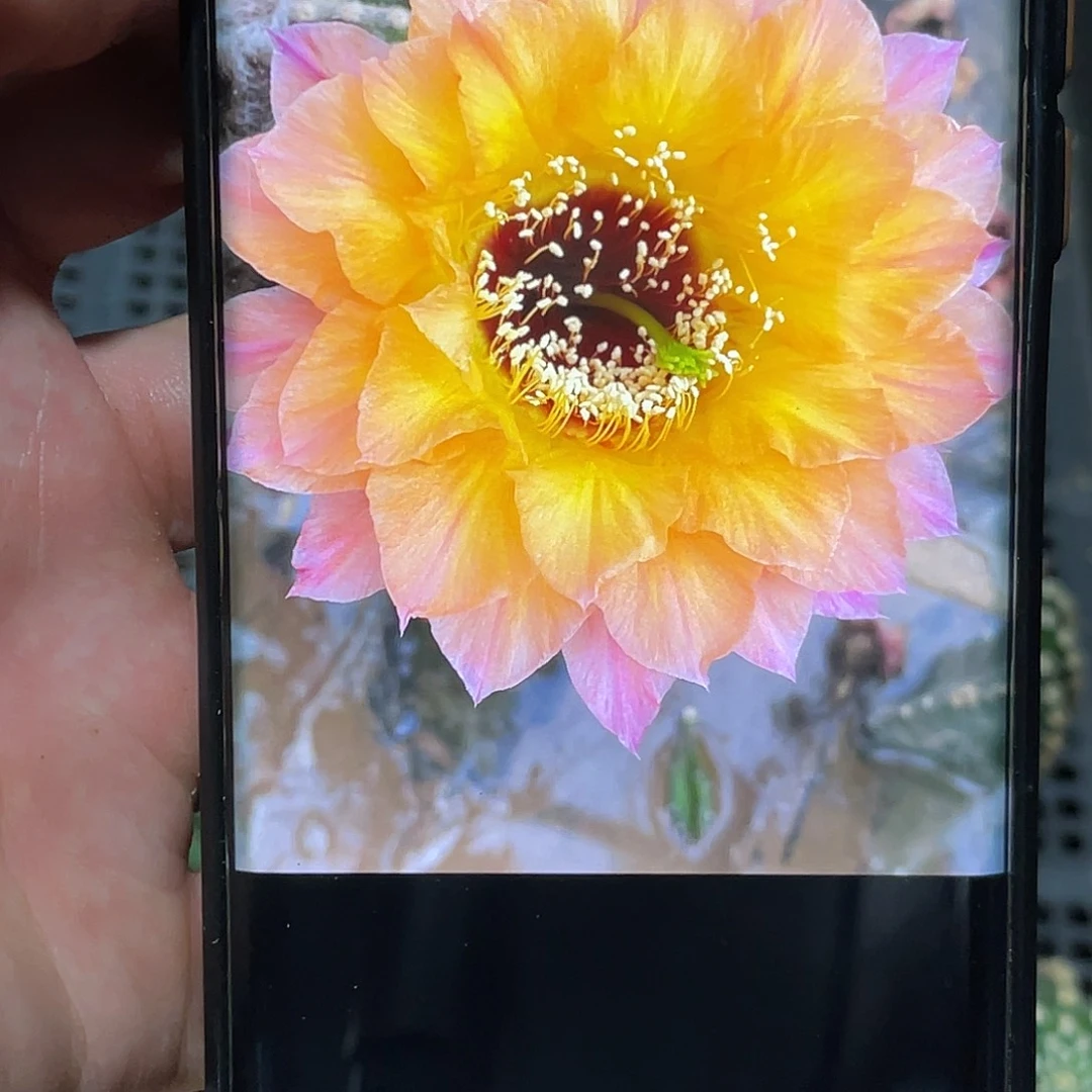 彩 橙喉加强版侧芽 歪 满20包邮5公分