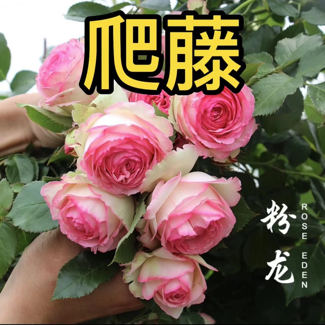 新云南爬藤月季蔷薇花苗藤本月季盆栽地栽阳台庭院特大花四季开花