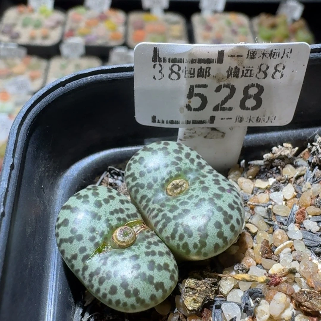 Sss新年福利福利528