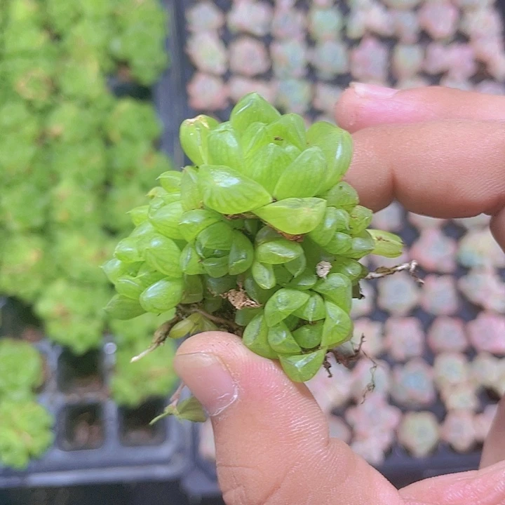 2颗一组玉露群生