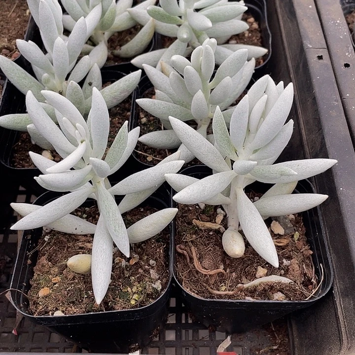 银月3.8带盆土发货