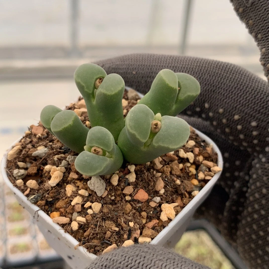 415江南风铃母本一颗