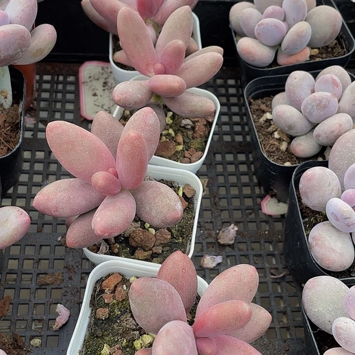 糖果美人带盆土发