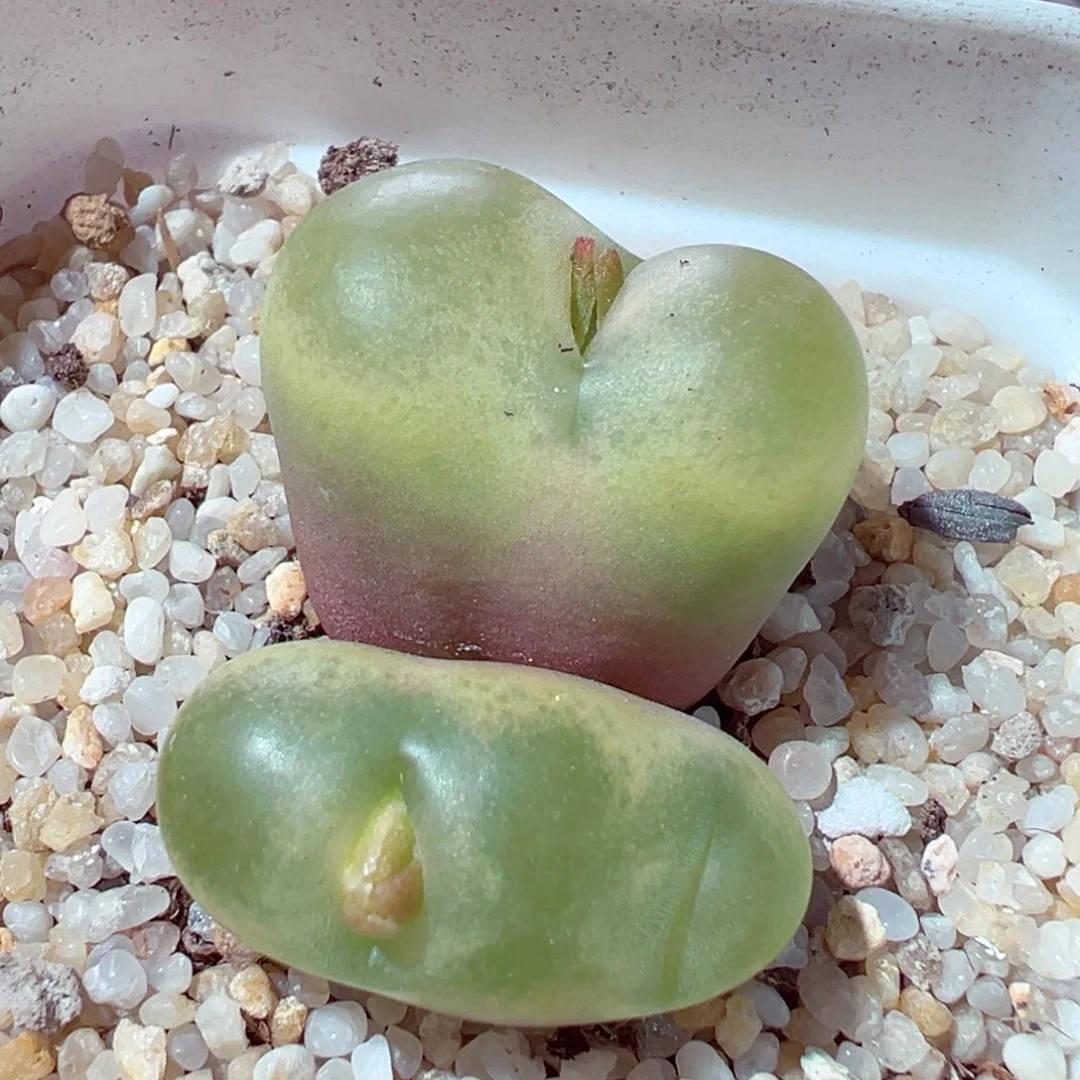 1104-389多肉多肉大毛