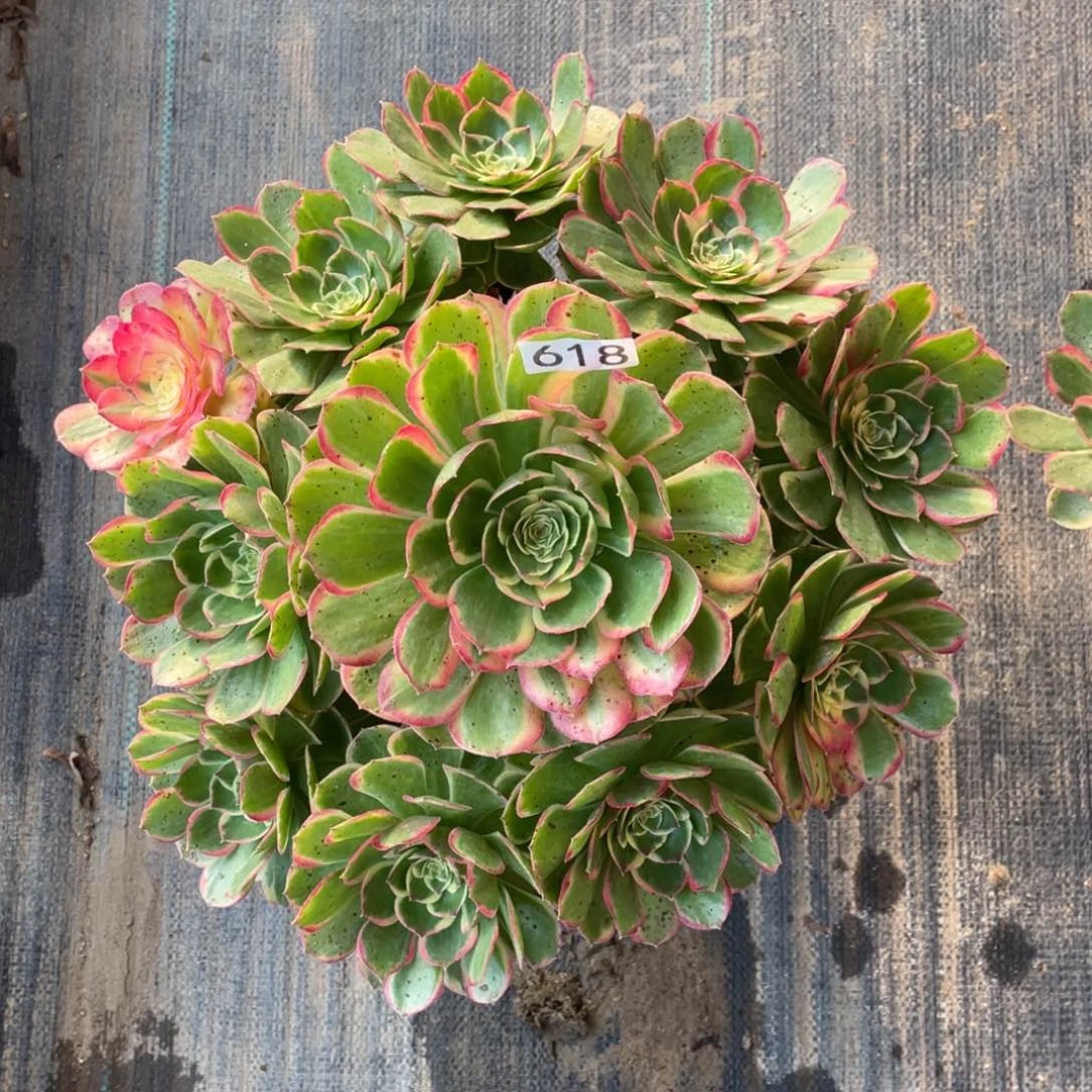 粉花妖多肉有斑点