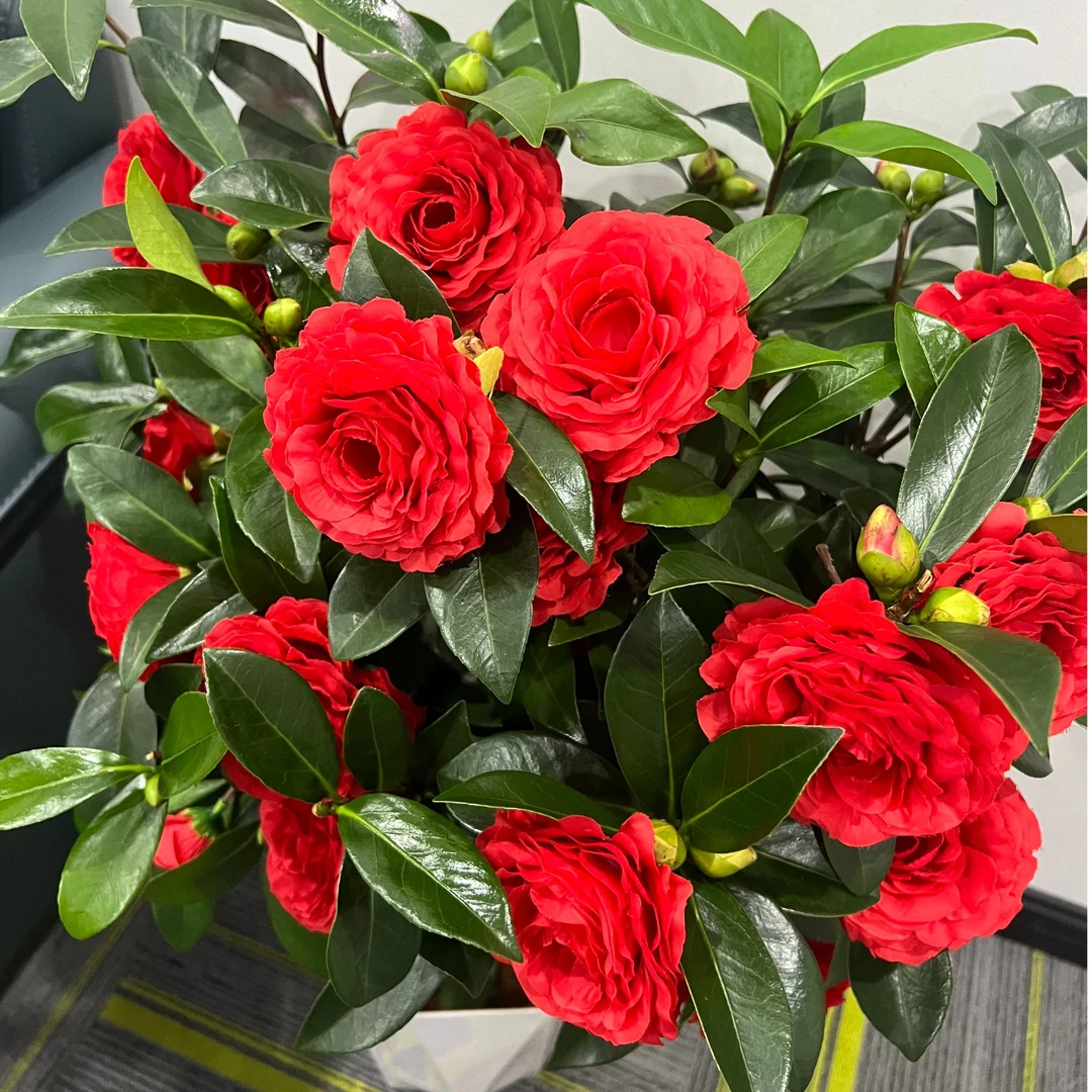 【1米-1.2米】大红色茶花开花盆栽花卉绿植