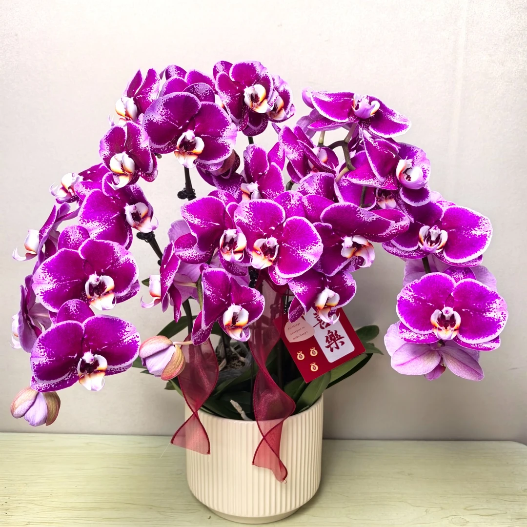 蝴蝶兰《大财主》紫红色系 室内高端花卉 基地直发