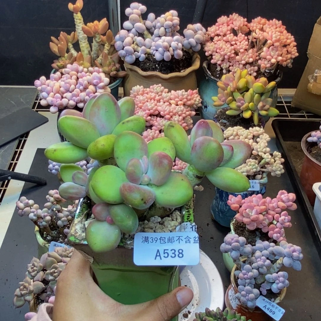 538芒果奶多肉8c m