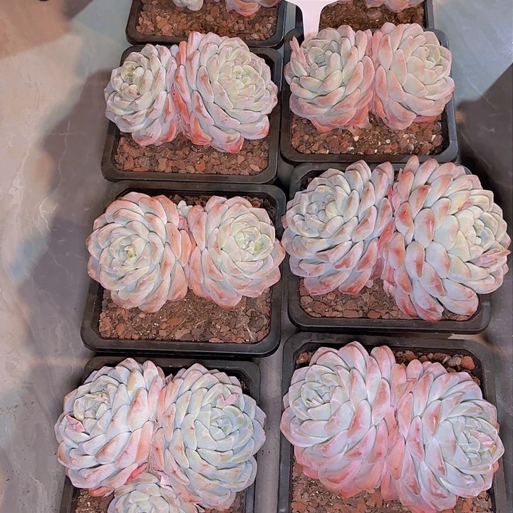 朱*艳冰玉一物一拍A047