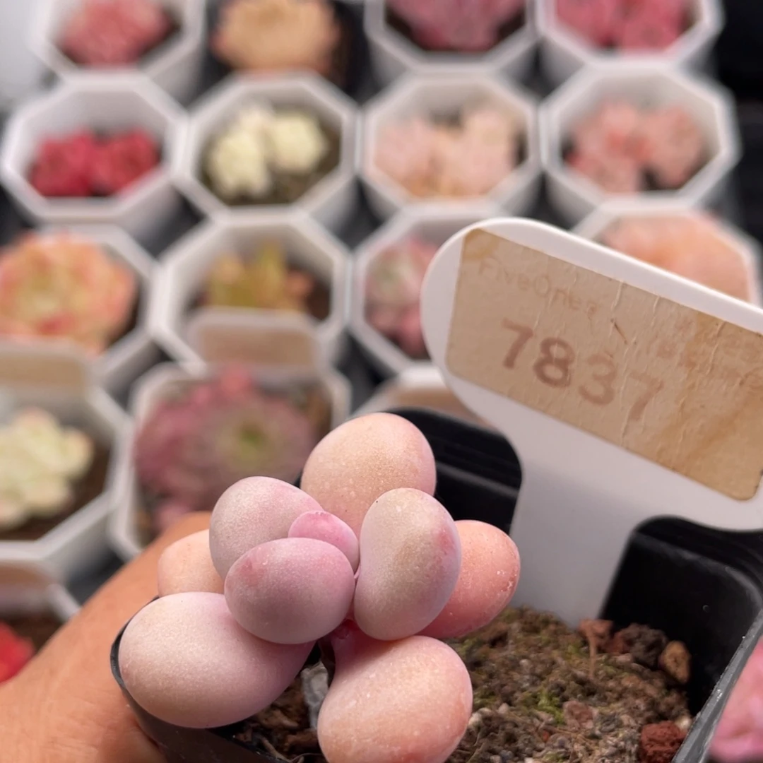 小桃蛋7837-4.0厘米