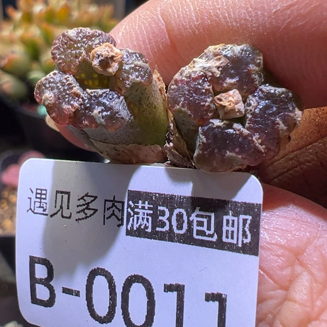 多肉植物1111111111111