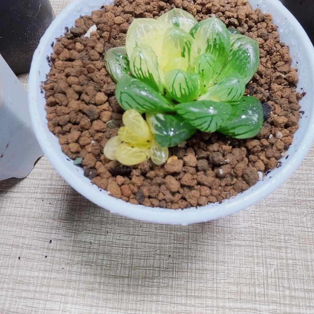 花火锦多肉植物6666