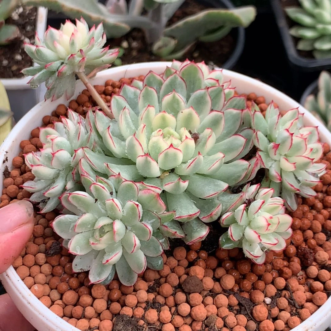 手捧带飘支梦幻玫瑰锦姐姐姐姐