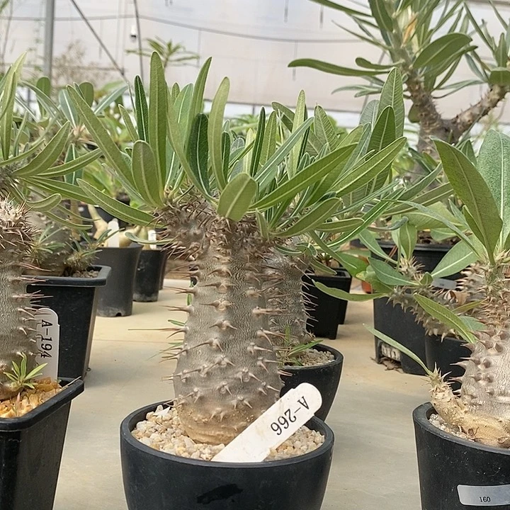 象牙宫 多肉 A-266