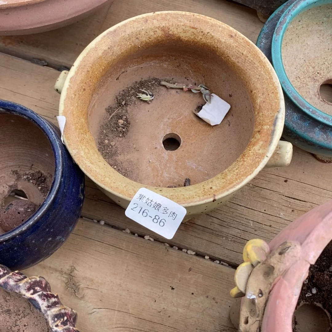 红陶小*86号多肉盆一个呀