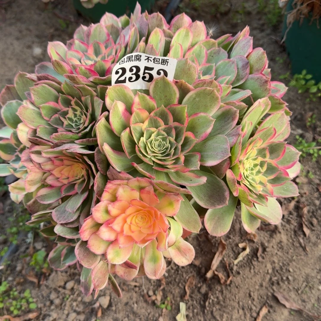 18-27法师丘比特2352