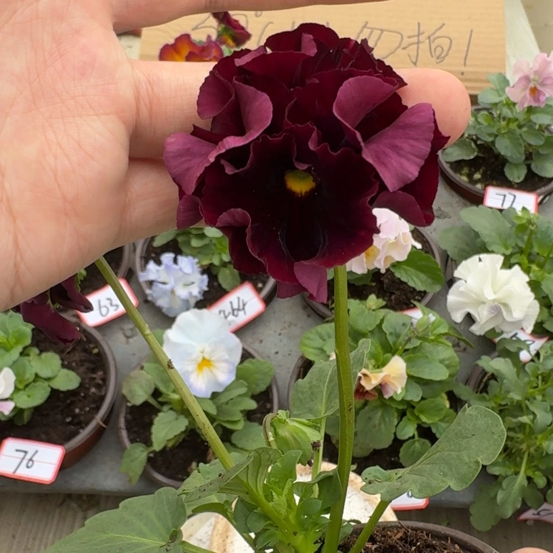 大部分花苞少量开放38