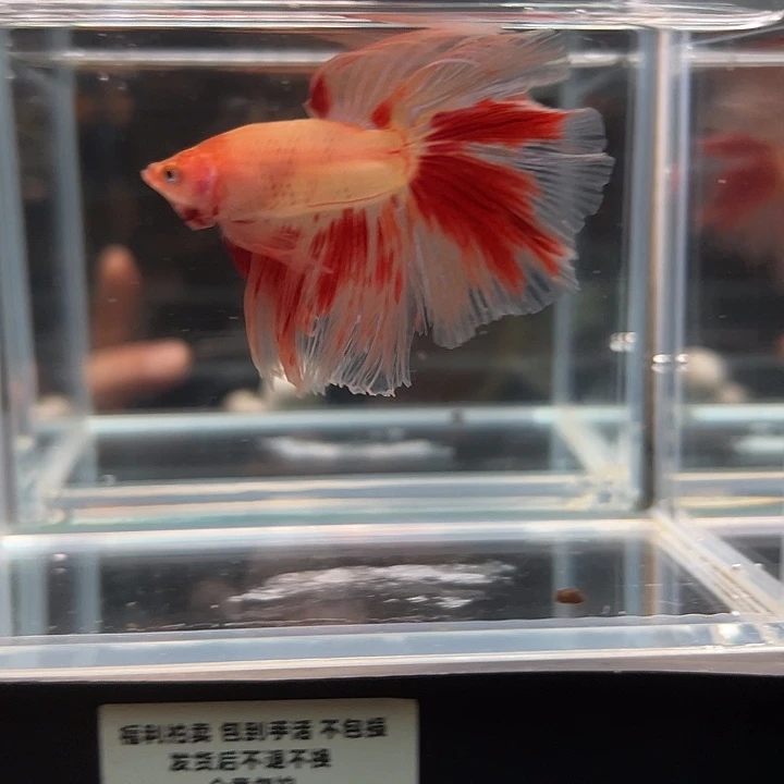 斗鱼别致竞拍26日92