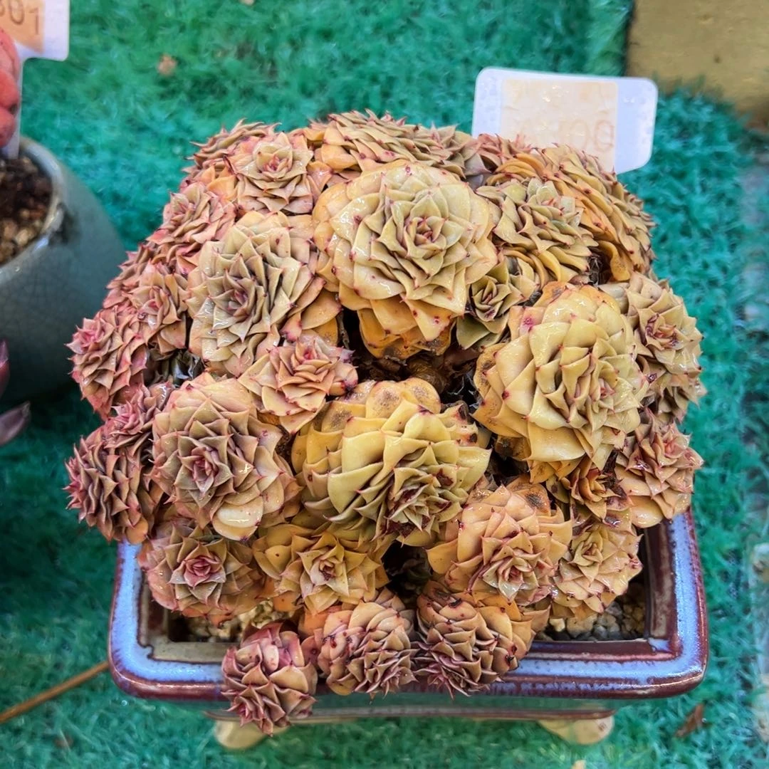 金琉璃，，，，，，，，，，，，，，，，